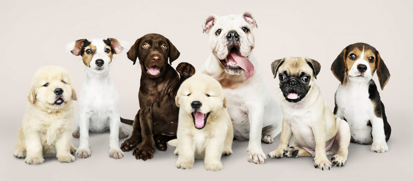 cbd-olie-voor-dieren