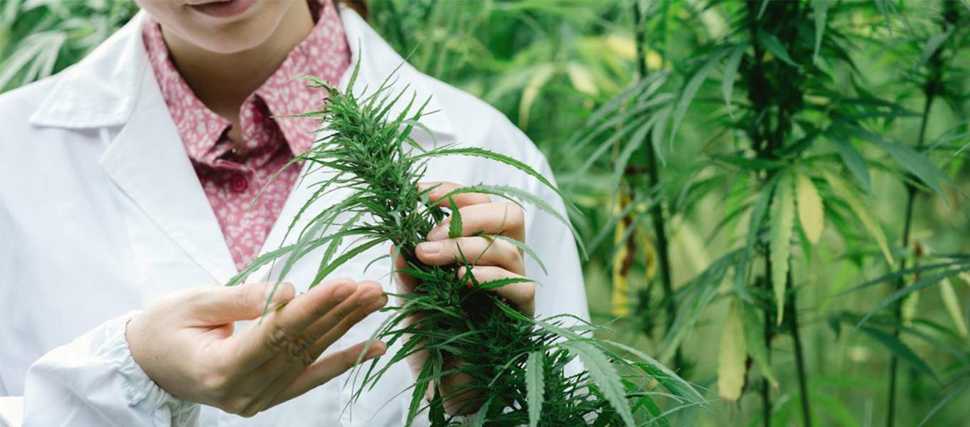 wat-zijn-cannabinoid-acids
